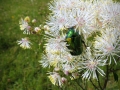 Fiori-scintillanti-Luciano-Zonetti