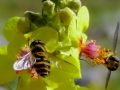 un-fiore-per-uno-L.Zonetti