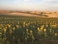 Raggi-di-sole-Andrea-Gazzillo