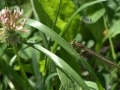 A-PIEDI-NUDI-NEL-PARCO-R.-Nevola