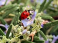 COCCINELLA-AL-ROSMARINO-L.-Zonetti