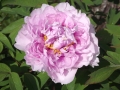 Paeonia-groviglio-N.-Bonfirraro-Guccia