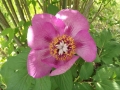 Paeonia-specie-tipica-N.-Bonfirraro-Guccia