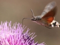 RIFORNIMENTO-IN-VOLO-L.-Zonetti