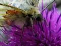 SNIFFATA-di-COLORI-G.-Serrecchia