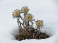 Fiori-al-freddo-B.Caporaletti