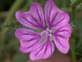 Venature-di-Malva-A.Traversi