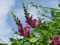 Vitalba-al-dente-B.Caporaletti