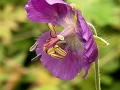 Anatomia di un fiore (A.Schipani)