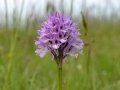 Arruffata (E.Ferri)