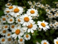 Assembramenti (E.Ferri)