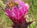 Bagno di polline (B.Caporaletti)