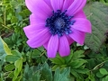 Bellezza e perfezione (A.Schipani)