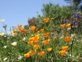 Colori primaverili (L.Zonetti)
