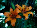 Contrasti (E.Ferri)