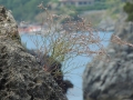 Dalla roccia una sentinella sul mare (A.Schipani)