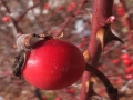 Rossa delizia (B.Caporaletti)