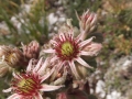 Sempervivum montanum (B.Caporaletti)