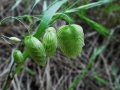 Campanelle-E.Ferri