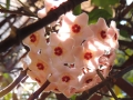 Fiore-di-cera-L.Zonetti