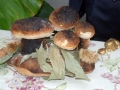 12-Funghi-di-pane