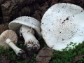 30-Amanita-gracilior