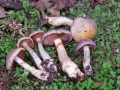 31-Cortinarius-salor
