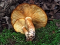 33-Tricholomopsis-rutilans