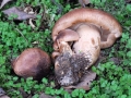 34-Tricholoma-imbricatum