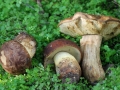 21-Leccinum-lepidum