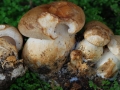 22-Leucopaxillus-macrocephalus