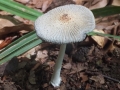 Adagiato sulle foglie (B.Caporaletti)