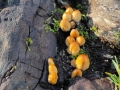 FUNGHETTI SCALATORI (L.Zonetti)