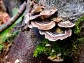FUNGHI MULTICOLORI (L.Zonetti)
