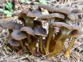 Family (E.Ferri)