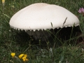 Fungo squalo (B.Caporaletti)