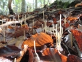 STRANEZZE D'AUTUNNO (L.Zonetti)