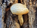 Solitaire (R.Nevola)