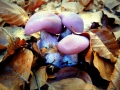 VICINI VICINI (L.Zonetti)