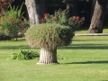 02-Il-Semenzaio-di-San-Sisto