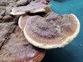 36-Ganoderma-resinaceum