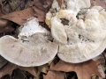 38-Trametes-gibbosa