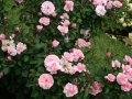 Primo-premio-rose-floribunde