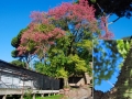 Albero
