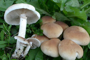 Agrocybe aegerita