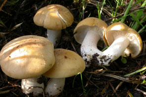 Calocybe Gambosa