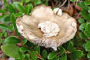 Christiansenia Mycetophila