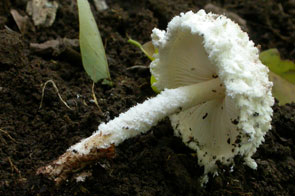 Cystolepiota pulverulenta