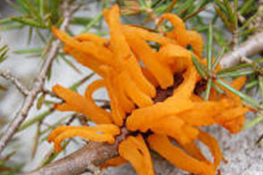 Gymnosporangium Clavariaeformis