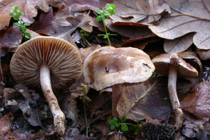 Hebeloma sacchariolens